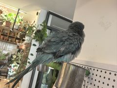 -吉丁鸟咖·异宠·寄养