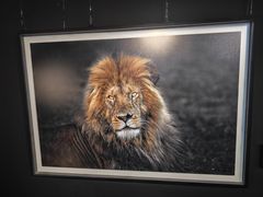 -罗红摄影艺术馆