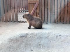 -廊坊固安福朋喜来登酒店