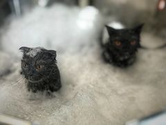 -PETKIT小佩宠物(古北店)