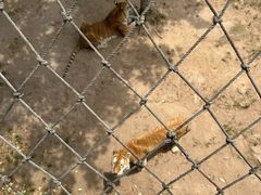 -西霞口神雕山野生动物世界