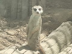 -西安秦岭野生动物园
