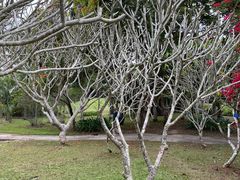 -中国科学院西双版纳热带植物园