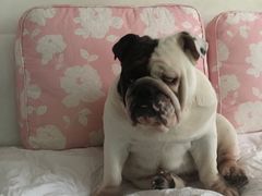 -PETKIT 小佩宠物·低压洗护·美容·寄养(安远店)