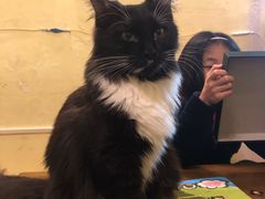 -猫色咖啡·猫咖
