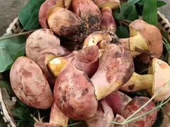 -菌之家·专业纯野生菌火锅·特色炒菌