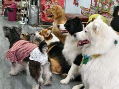 -汪说·狗咖(旺城大厦店)