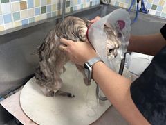 -全心全意连锁动物医院·特色中医诊疗(会城门分院)