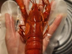 -红盔甲·小龙虾(天钥桥店)