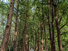 -上海滨江森林公园