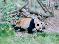 -成都大熊猫繁育研究基地