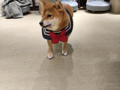 -逗柴咖啡屋·狗咖猫咖宠物桌游