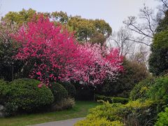 -桃花岛景观公园