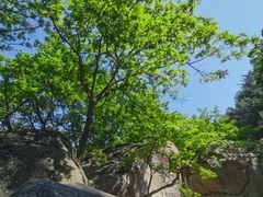 -崂山九水游览区
