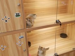 -猫十亿·布偶金渐层·曼基康矮脚猫舍(青年路店)