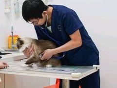 -伟伟宠物医院·CT影像中心·瑞派犬猫综合性门诊(汉口总院)