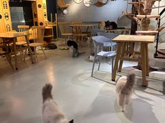 -豆逗聊愈猫阁Easy Life