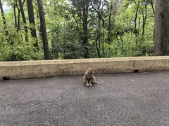 -黔灵山公园