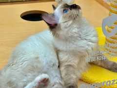 -帕帕拉兹宠物(亚洲旗舰店)