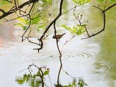 -嘉华鲜花饼·现烤(昆明老街店)