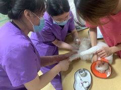 -瑞派宠物医院·内科·软组织·绝育中心(沈阳八纬路分院)