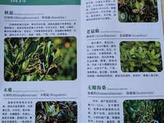 -大亚湾红树林城市湿地公园