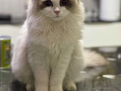 -天使宠物医院·犬猫分诊(彩虹店)