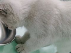 -宠福鑫康馨动物医院·骨科·眼科