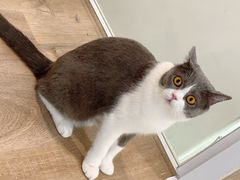 -李小姐の猫咖啡馆(五角场店)