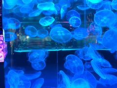 -左海海底世界