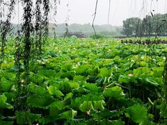 -荷塘月色湿地公园·向阳花洲