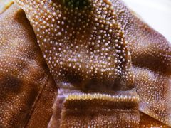 黑毛肚-金龙·打边炉(南京西路店)