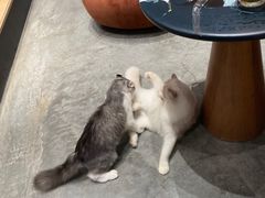 -瞄一喵猫咖(格力海岸店)