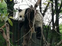 -成都大熊猫繁育研究基地