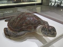 -青岛贝壳博物馆