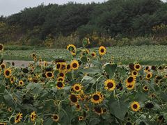 -上海都市菜园