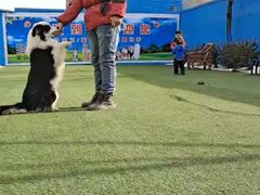 -宠物寄养训练学校
