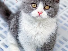-lincat·猫舍(广州店)