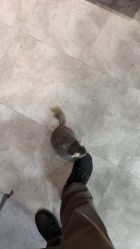 -神奇动物撸宠馆·羊驼·小浣熊·异宠(豫园店)