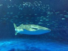 -鹿儿岛水族馆