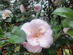 -杭州植物园
