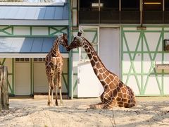 -阿提斯皇家动物园