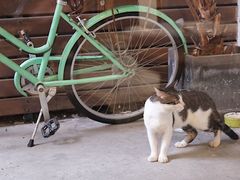 -猫里有甜