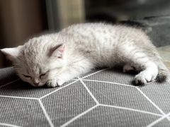 -客栈猫舍(中央北路店)