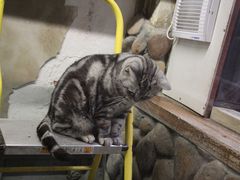 -猫咪博物馆(顶澳仔猫街店)