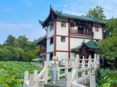 -桂湖森林公园