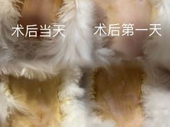 -伟伟宠物医院·CT影像中心·瑞派犬猫综合性门诊(汉口总院)