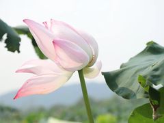 -洪湖生态旅游区