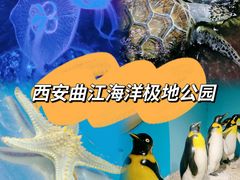 -西安曲江海洋极地公园