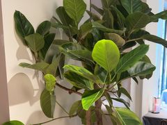 -HOMES上海本帮菜(襄阳公园店)